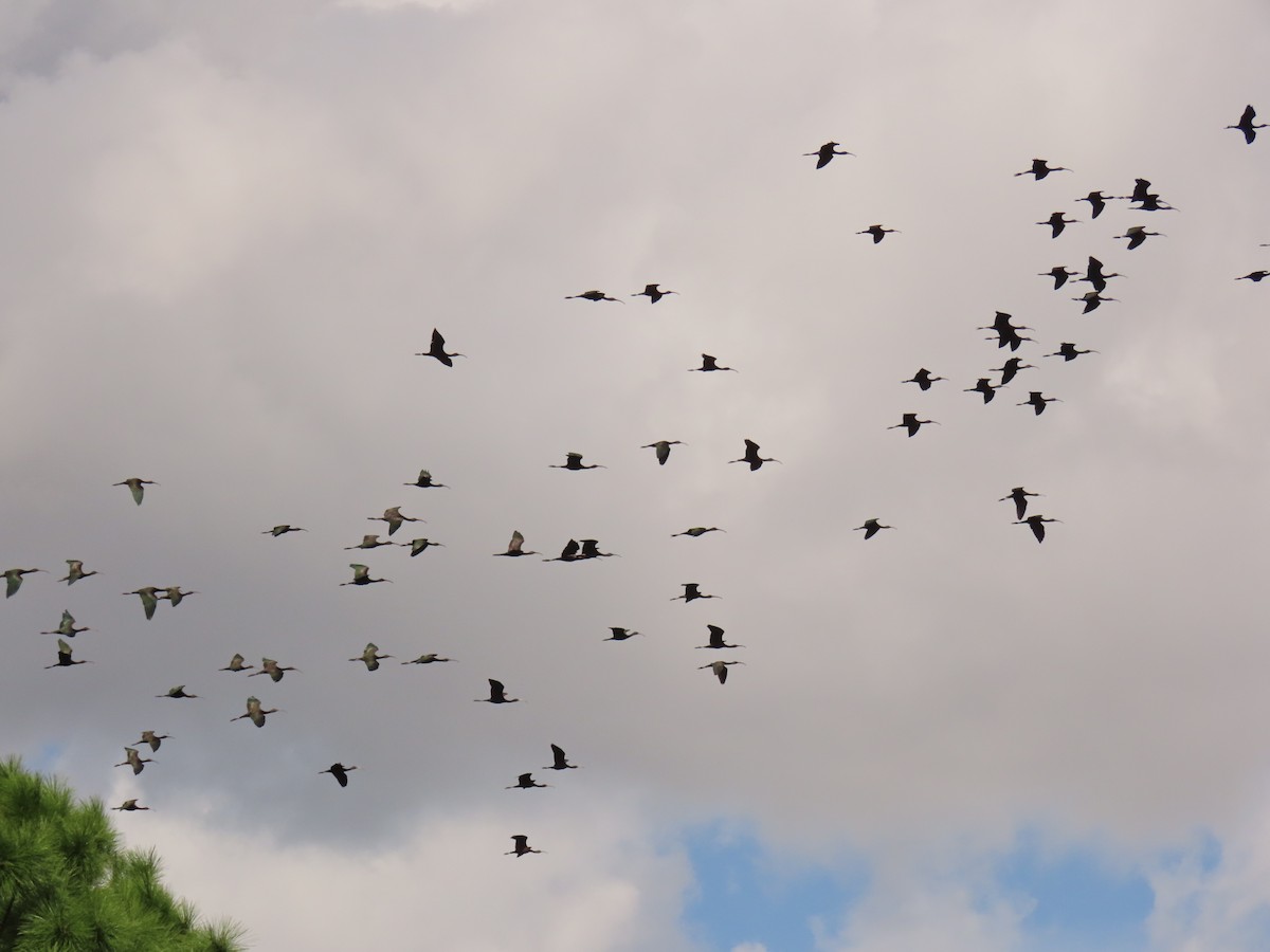 bronseibis - ML644043178