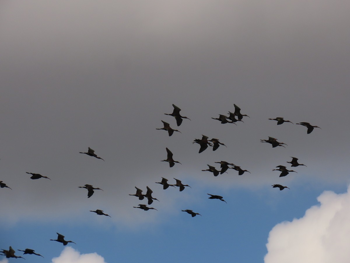 bronseibis - ML644043179