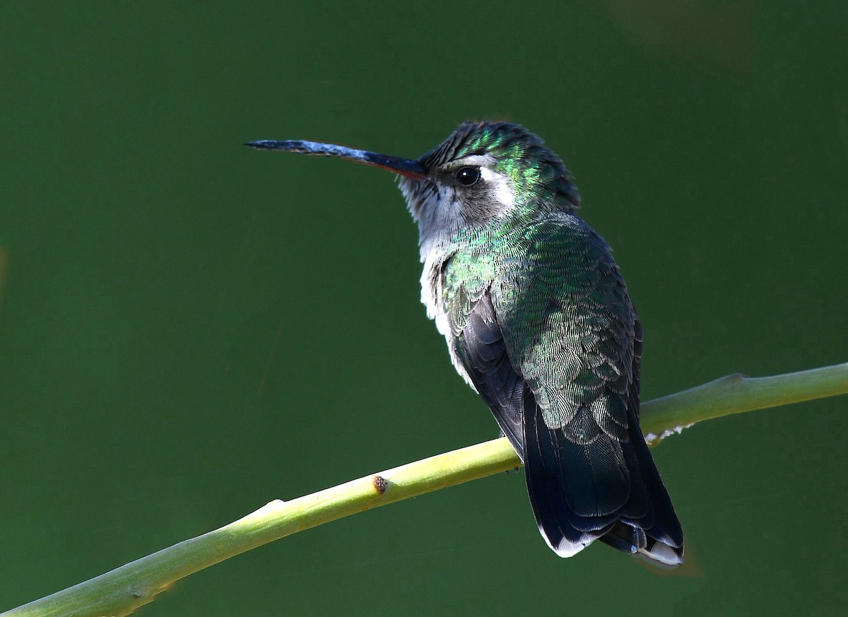 brednebbkolibri - ML644043203