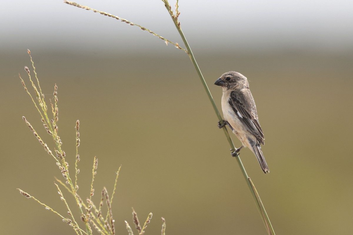 Ibera Seedeater - ML644043207