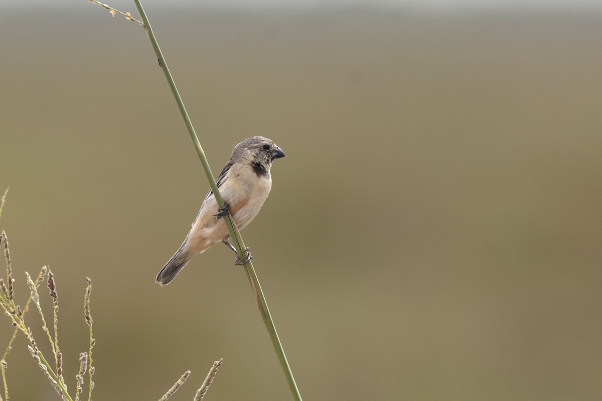 Ibera Seedeater - ML644043208