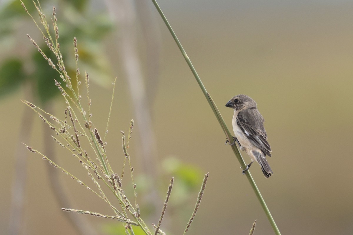 Ibera Seedeater - ML644043209