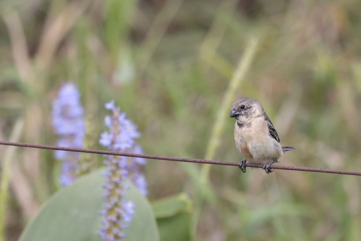 Ibera Seedeater - ML644043211
