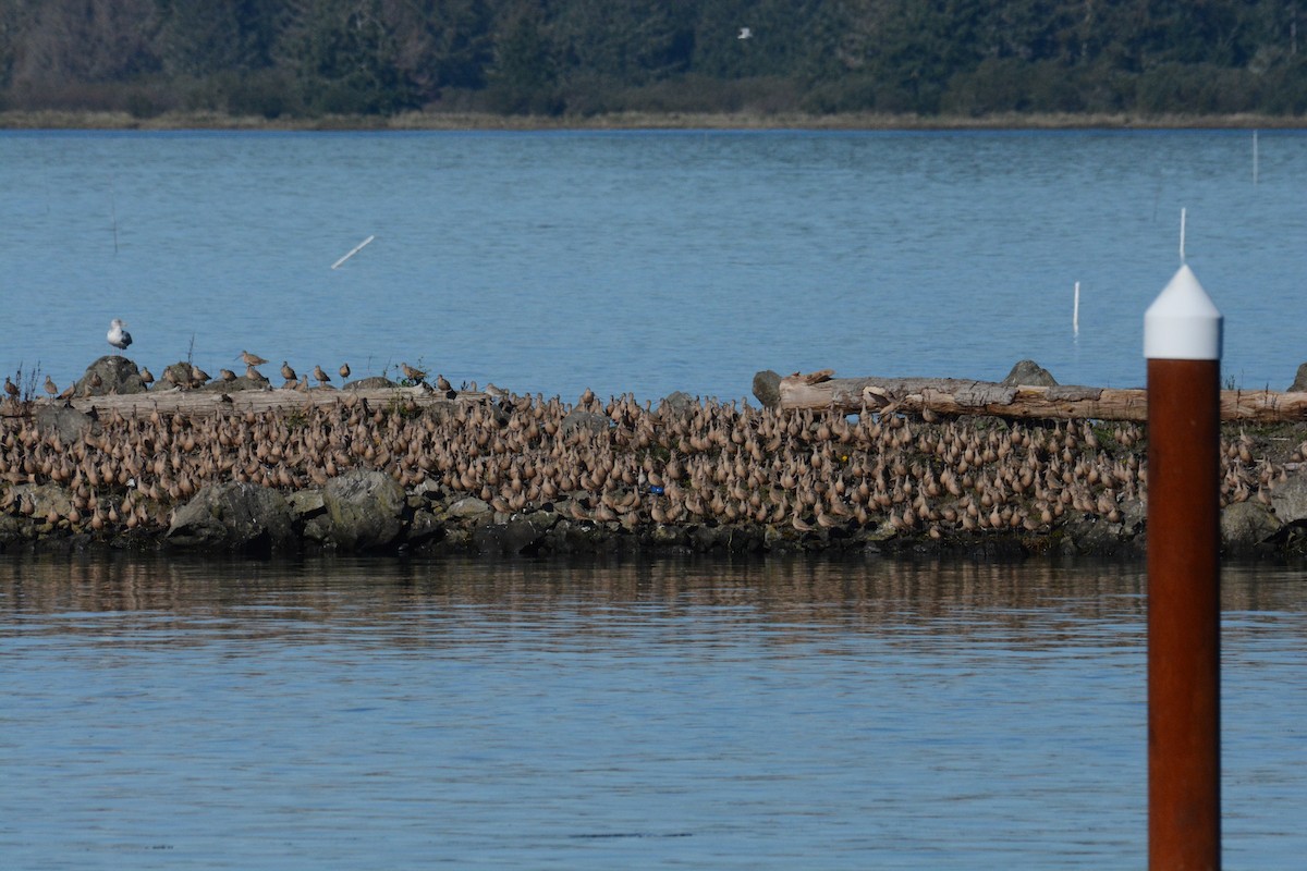 Marbled Godwit - ML644043226