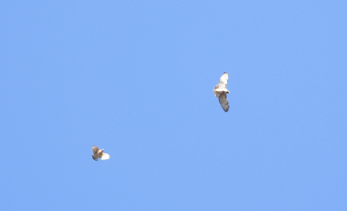 Red-tailed Hawk - ML644043235