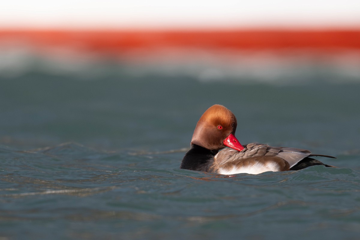 アカハシハジロ - ML644043236