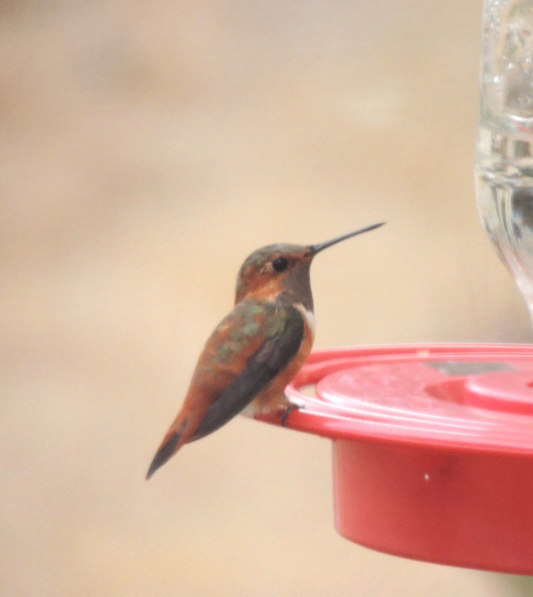 Rufous Hummingbird - ML644043238