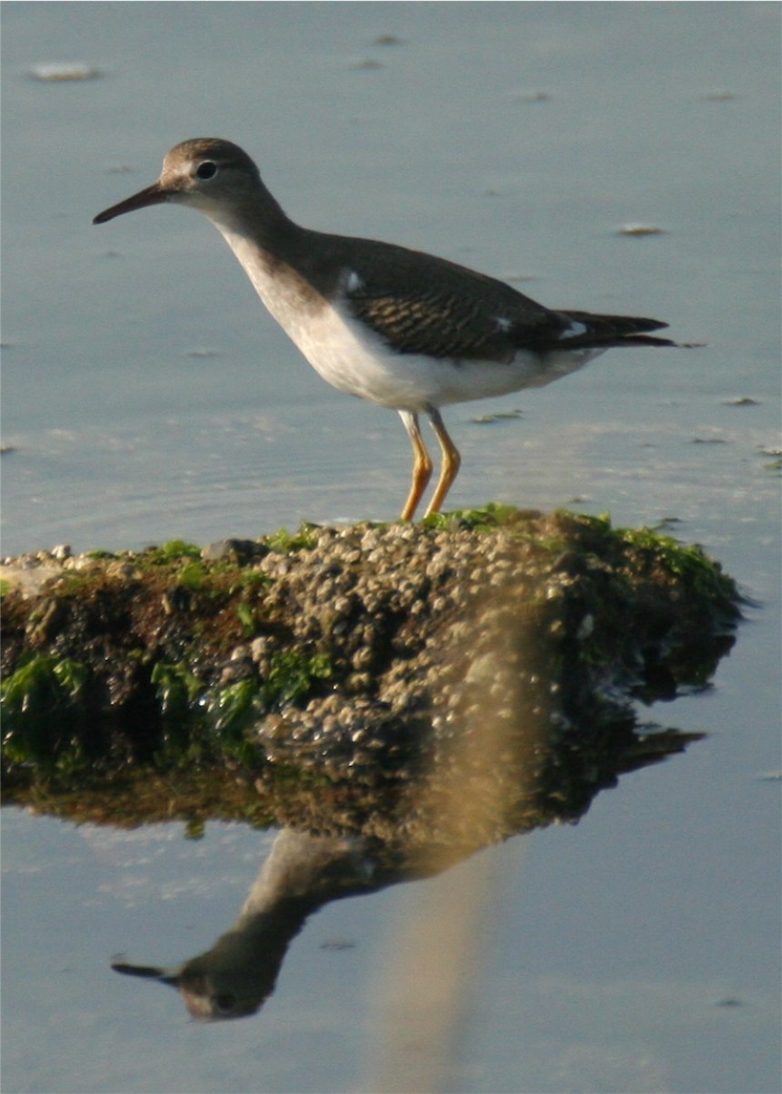 Spotted Sandpiper - ML644043239