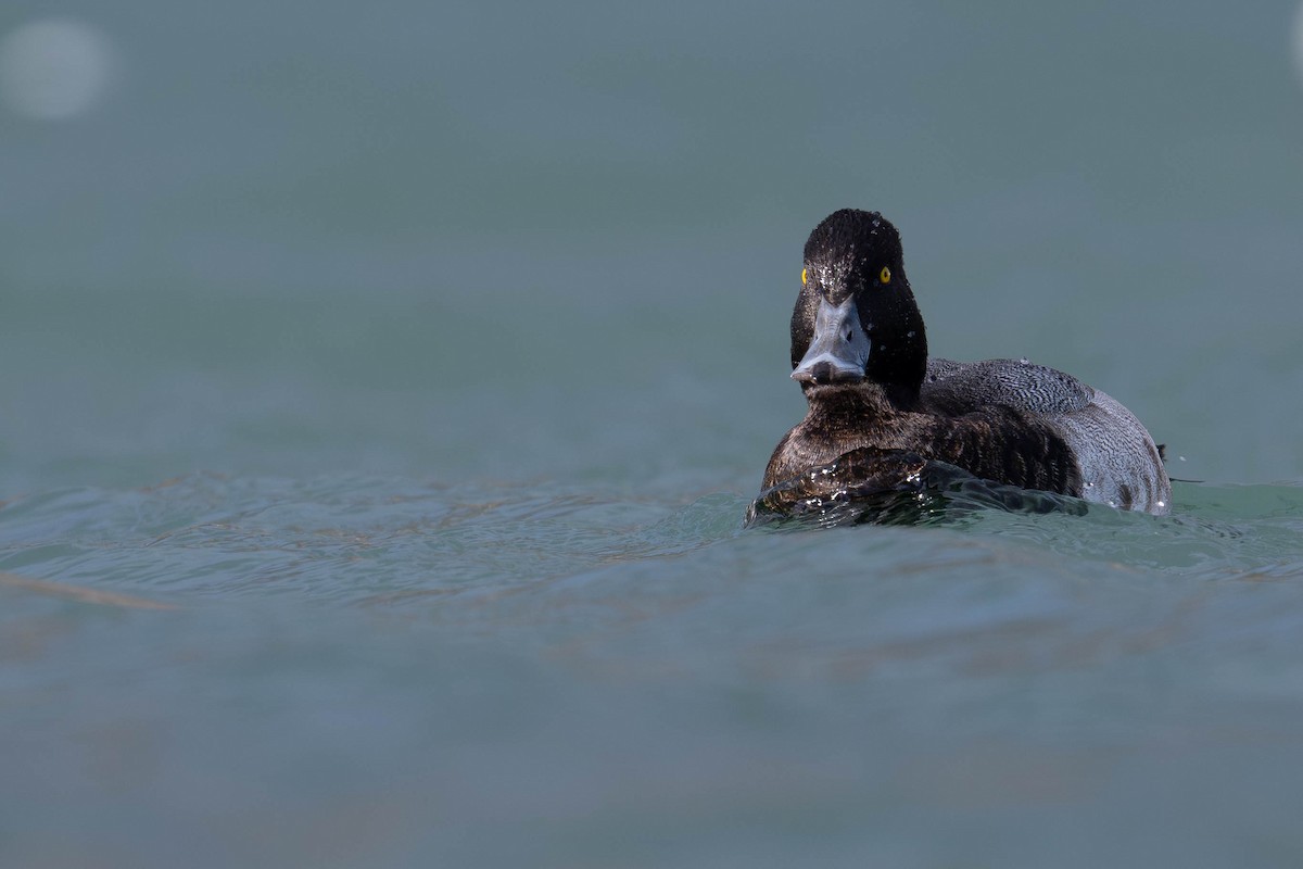 コスズガモ - ML644043250