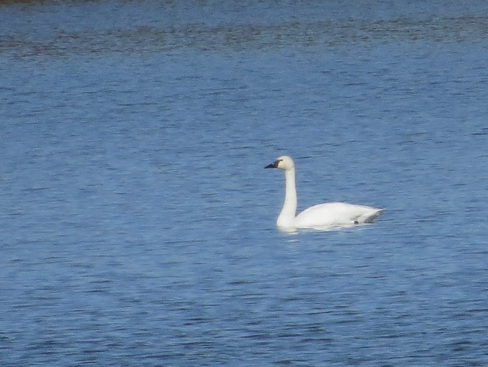 Tundra Swan - ML644043251
