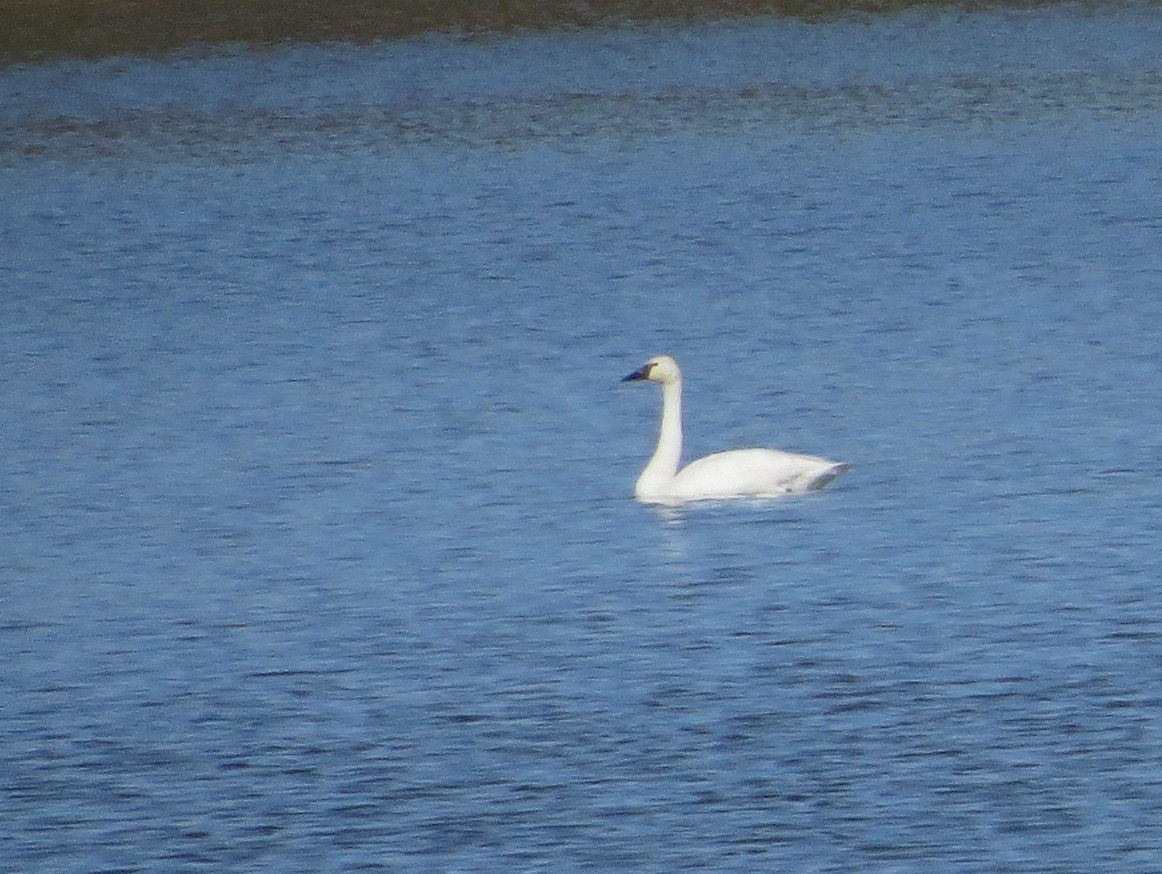 Tundra Swan - ML644043293
