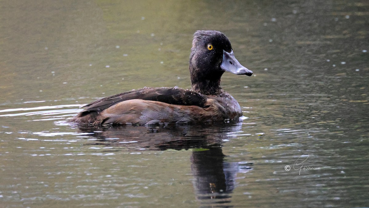 Ring-necked Duck - ML644043300