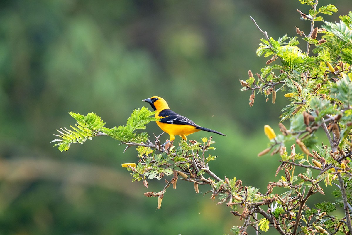 Altamira Oriole - ML644043304
