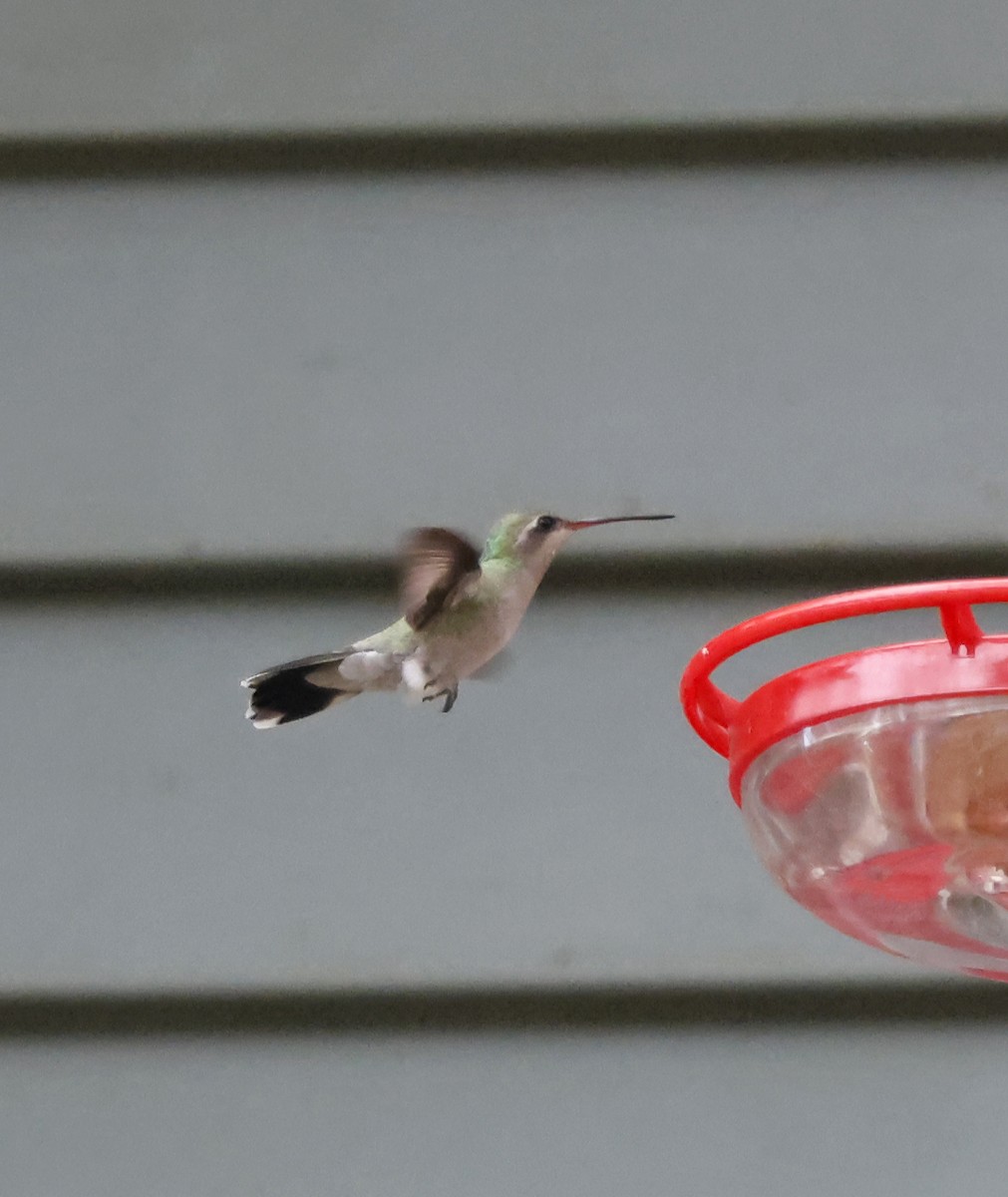 Broad-billed Hummingbird - ML644043323