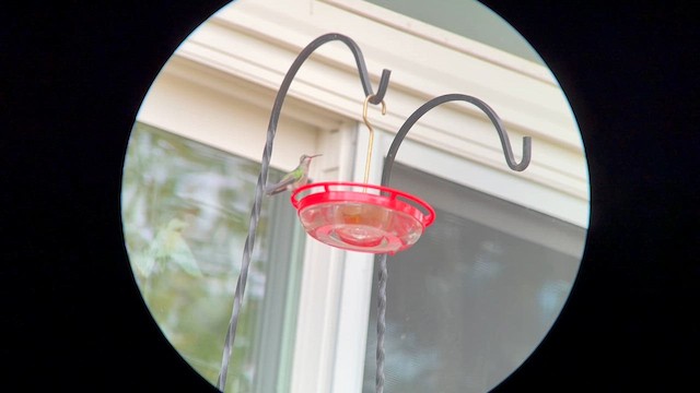 Broad-billed Hummingbird - ML644043338