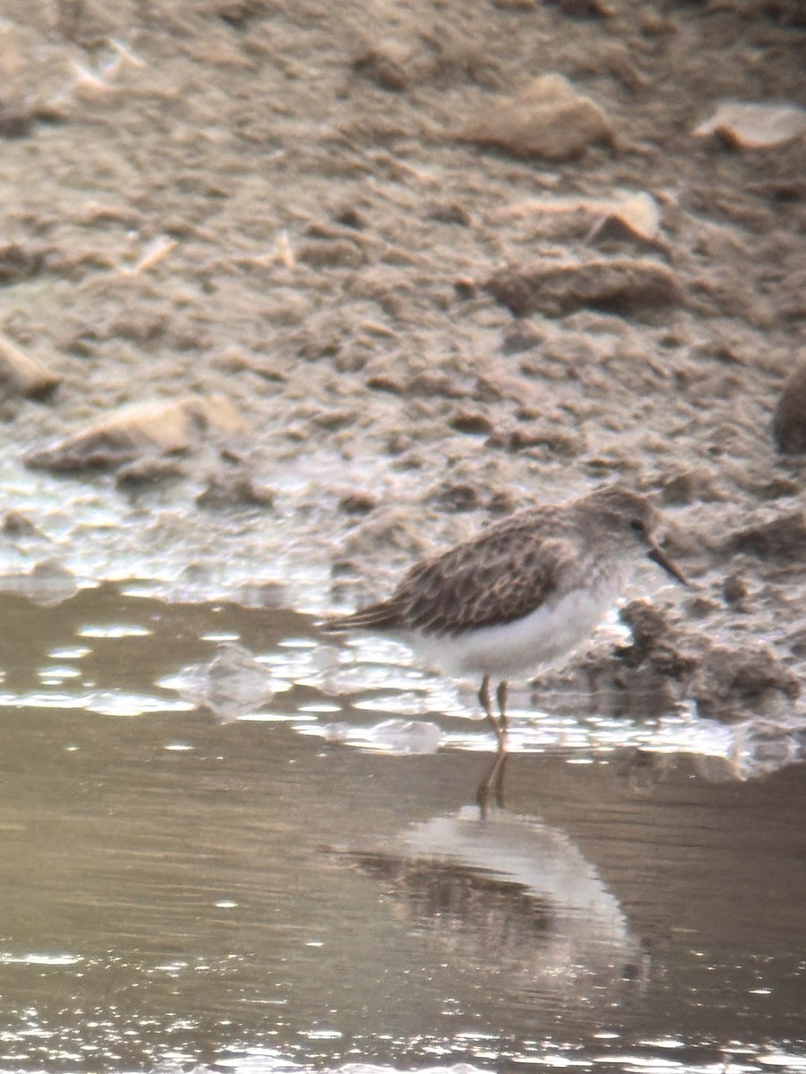 Least Sandpiper - ML644043339