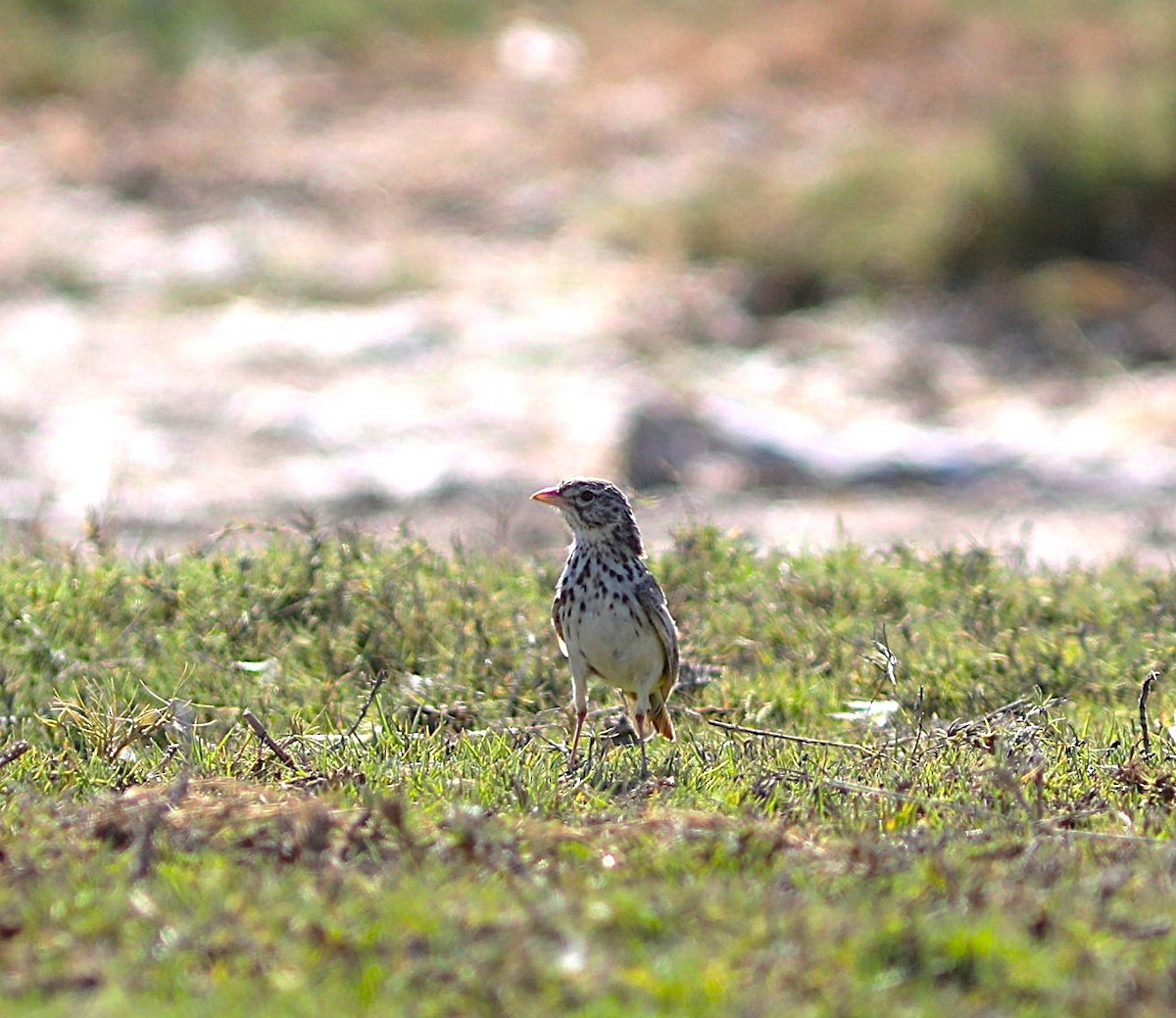 Madagascar Lark - ML644043344