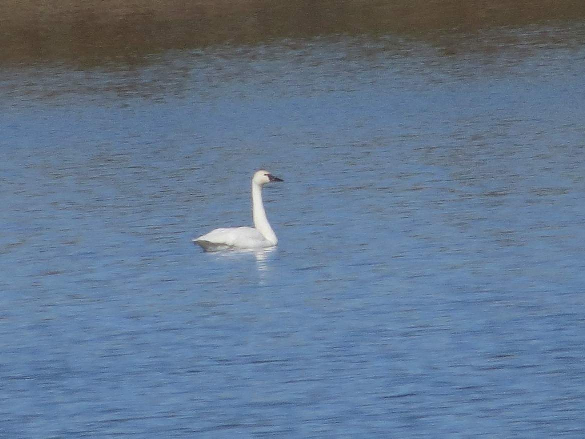 Tundra Swan - ML644043358