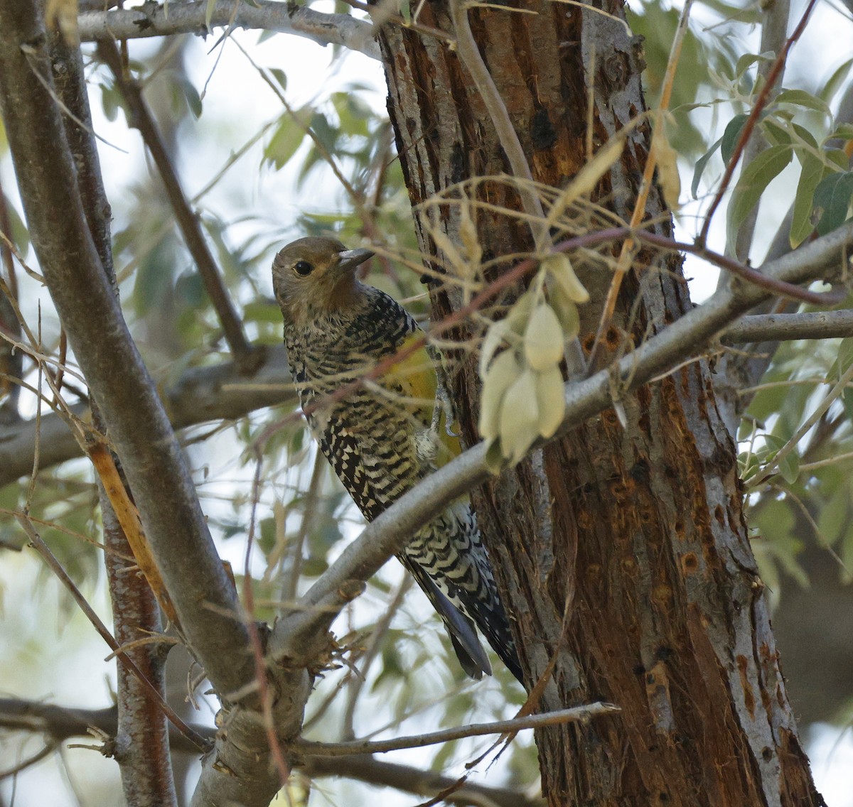 Williamson's Sapsucker - ML644043385