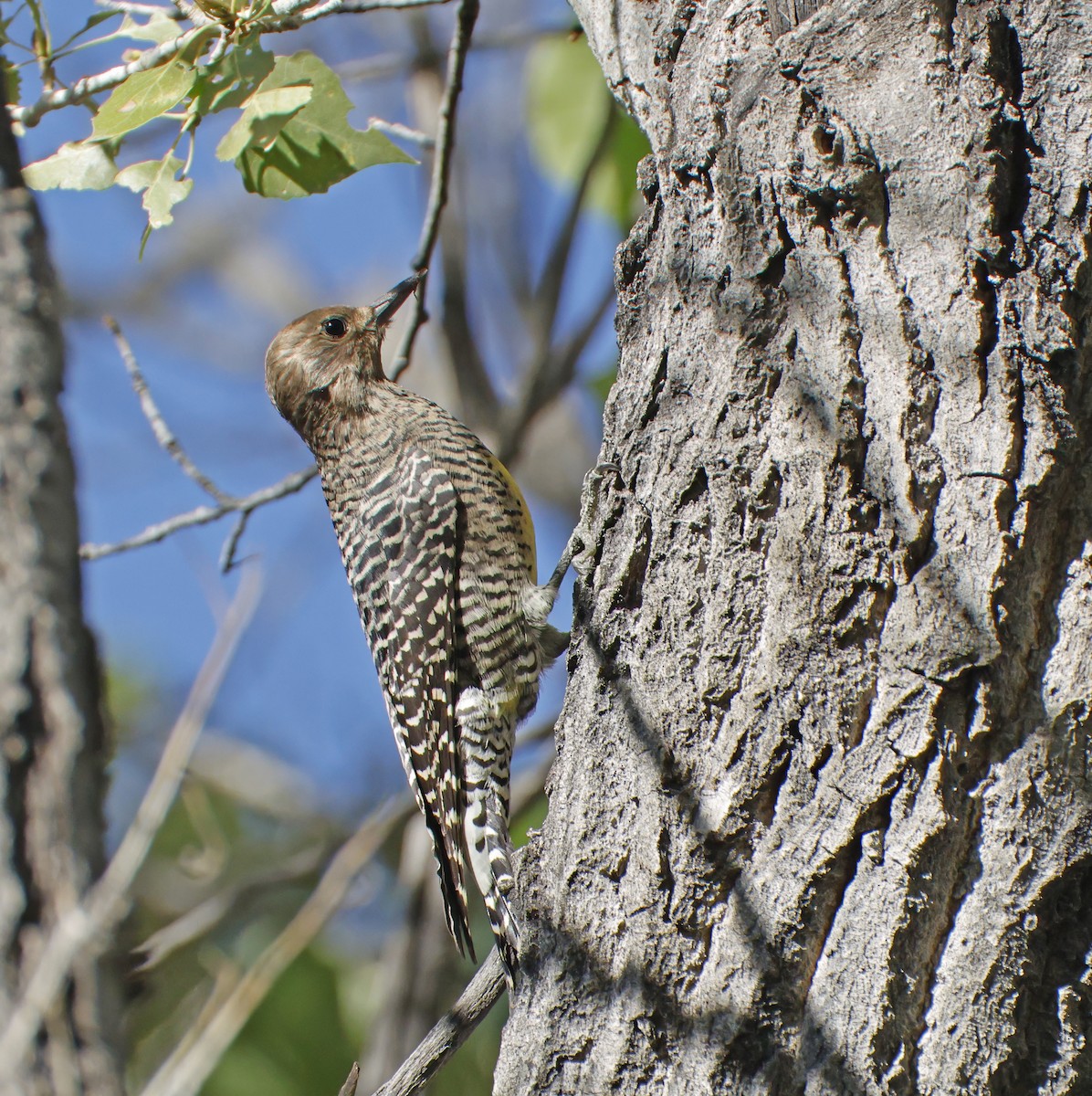 Williamson's Sapsucker - ML644043386