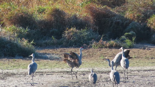 カナダヅル - ML644043390
