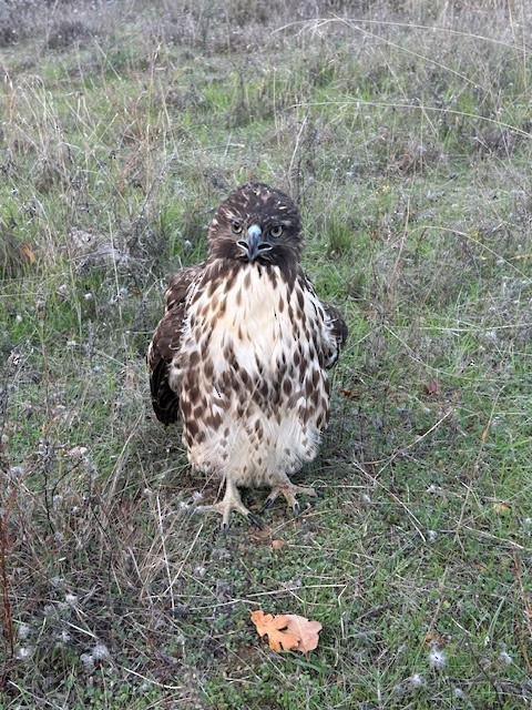Red-tailed Hawk - ML644043392