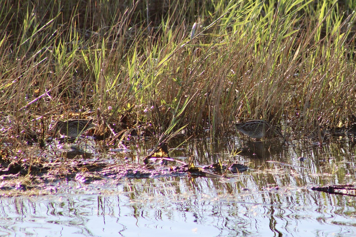 Wilson's Snipe - ML644043393
