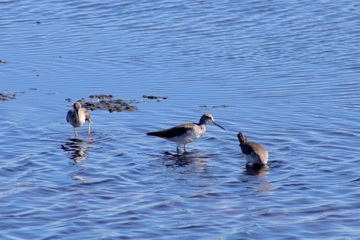 Greater Yellowlegs - ML644043404
