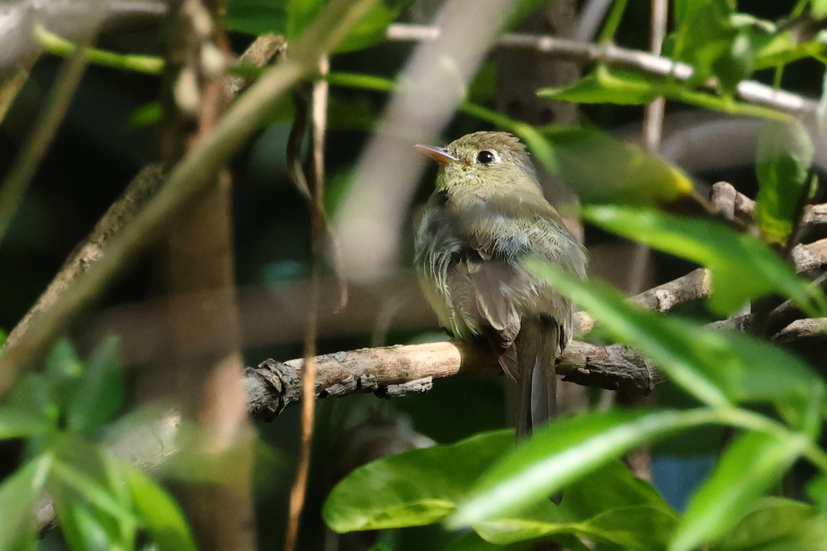 Western Flycatcher (Pacific-slope) - ML644043405