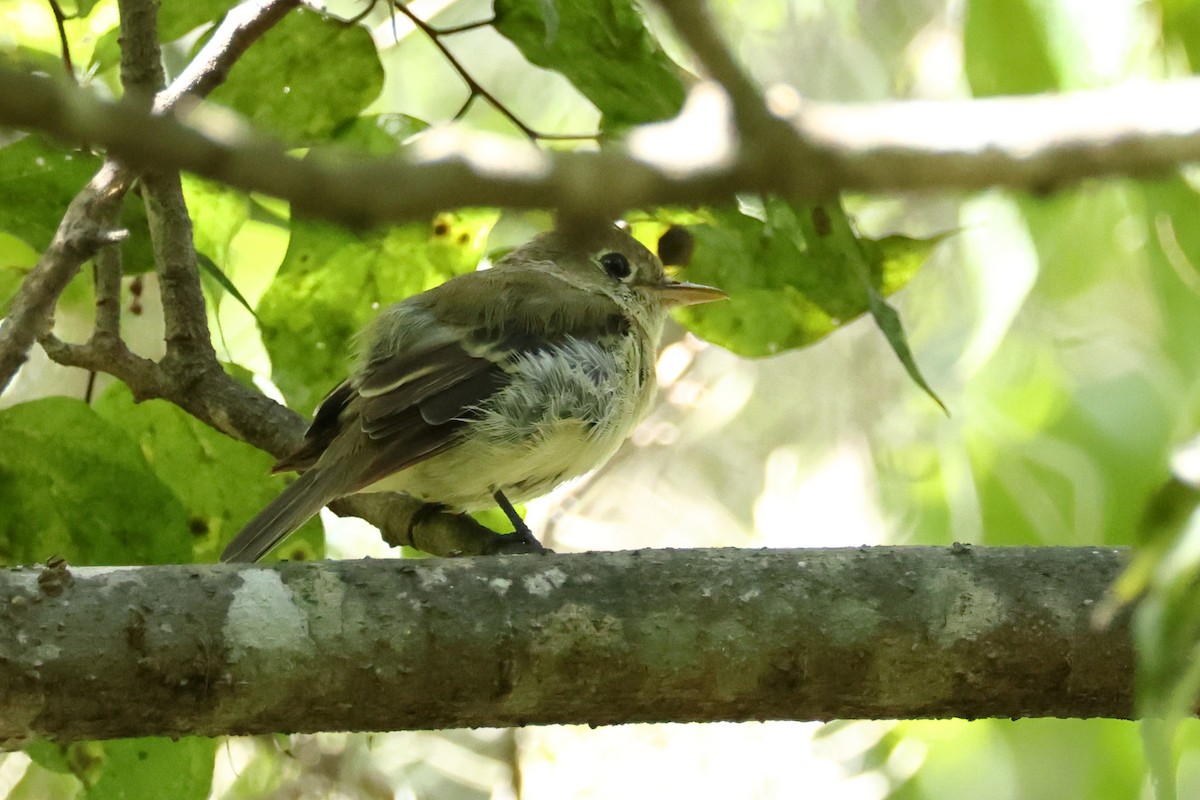Western Flycatcher (Pacific-slope) - ML644043417