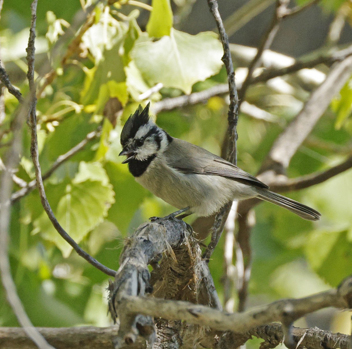 Bridled Titmouse - ML644043419