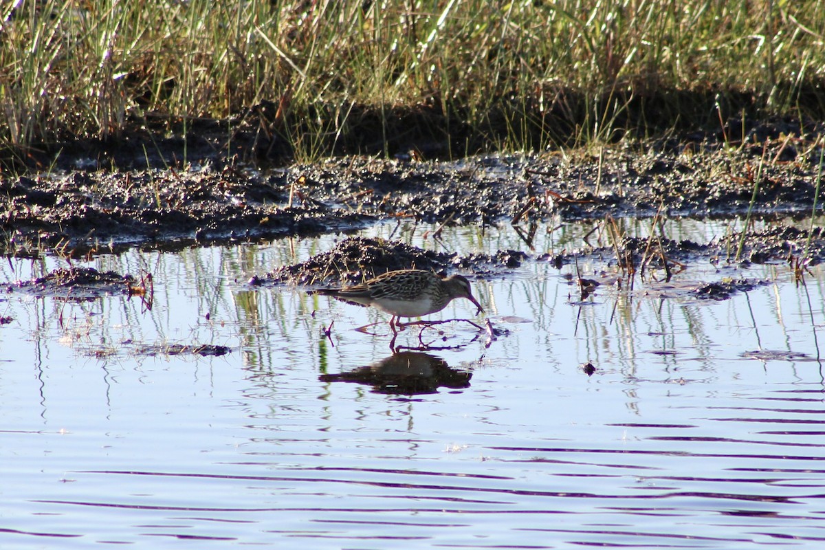 Pectoral Sandpiper - ML644043420
