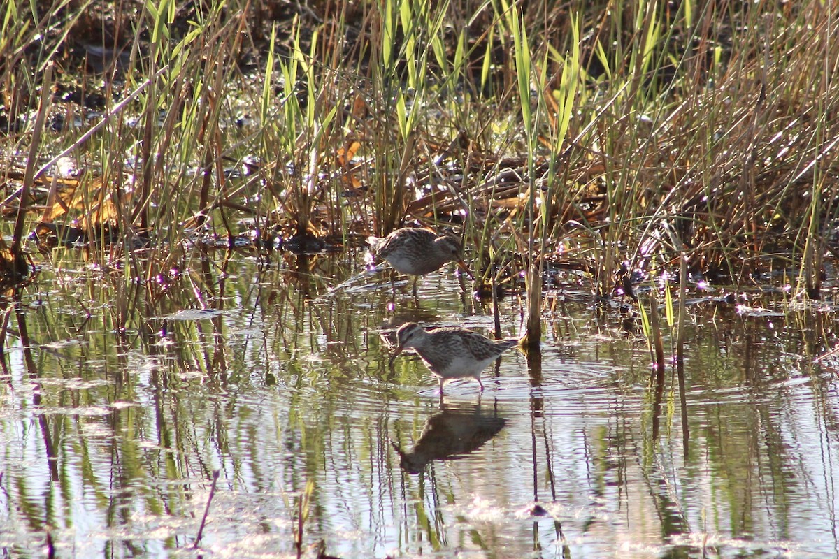 Pectoral Sandpiper - ML644043421