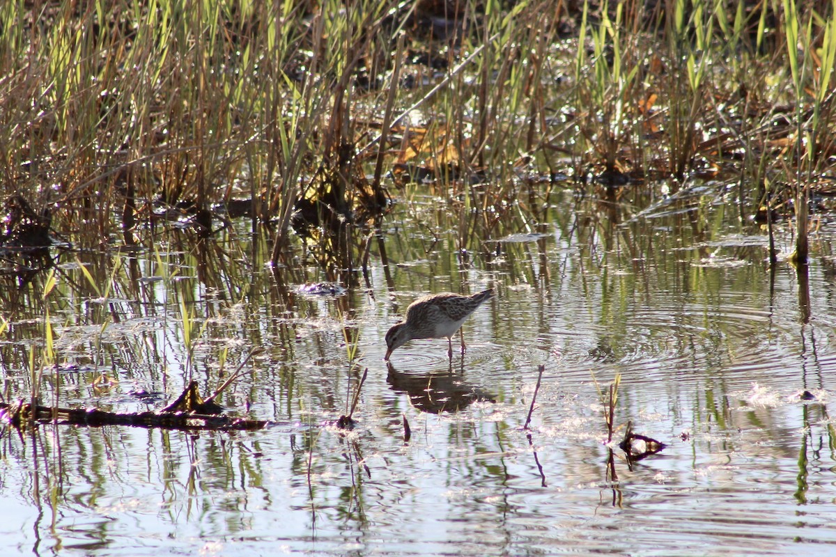 Pectoral Sandpiper - ML644043422