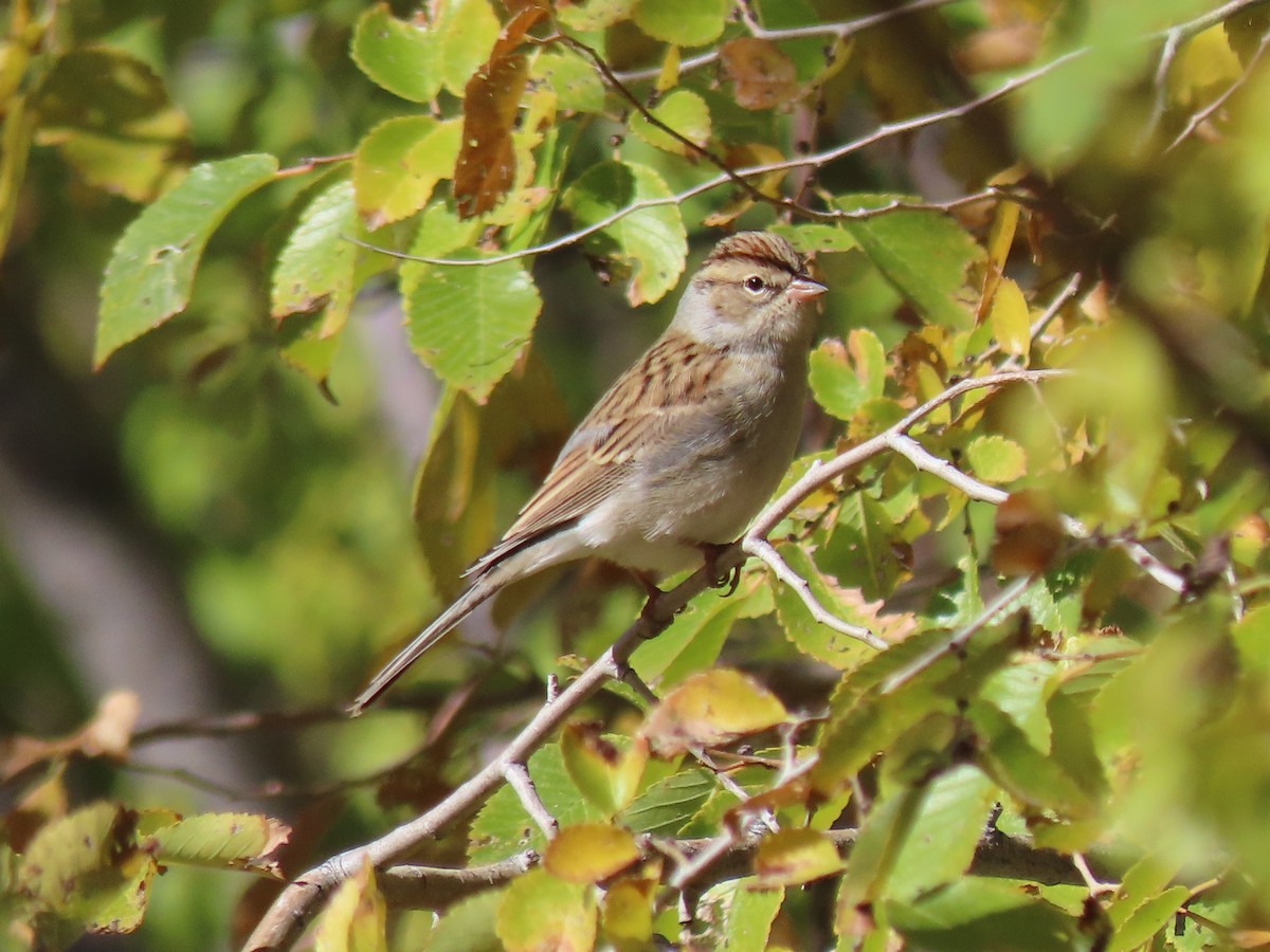 Chipping Sparrow - ML644043423