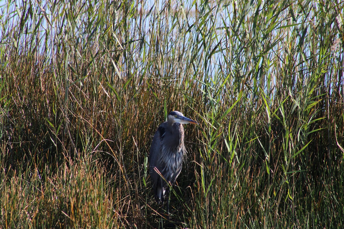 Great Blue Heron - ML644043426