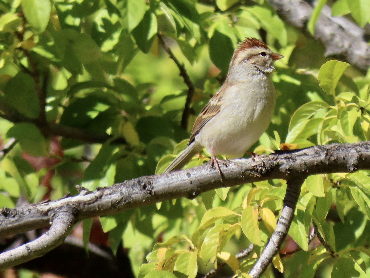 Chipping Sparrow - ML644043437
