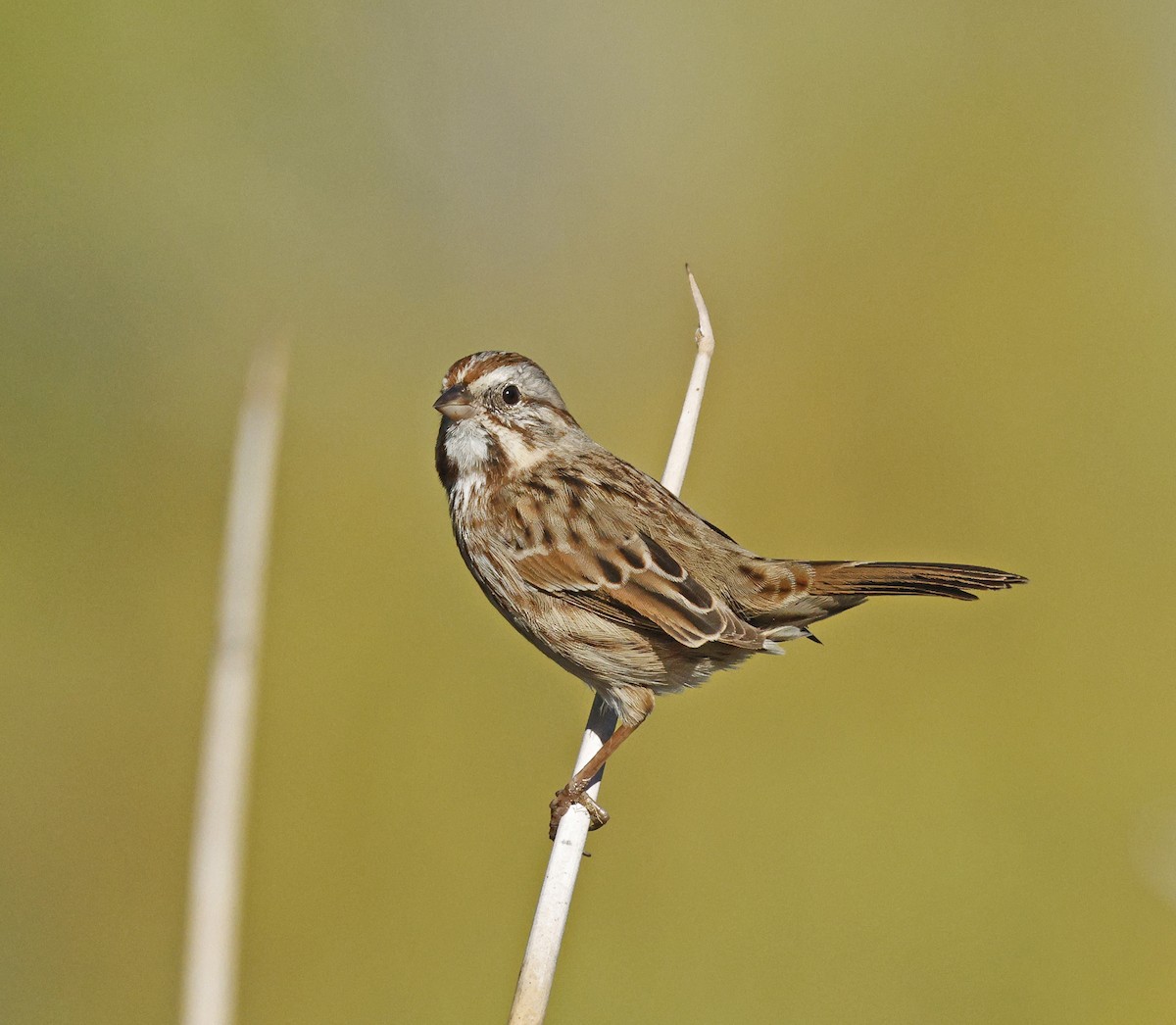Song Sparrow - ML644043439