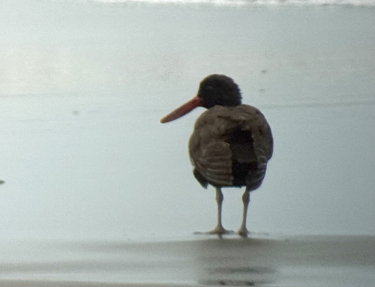 Blackish Oystercatcher - ML644043442