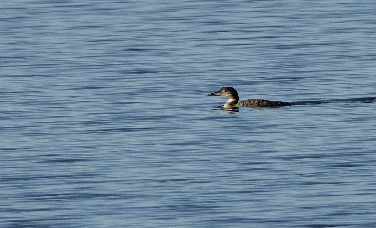Common Loon - ML644043444