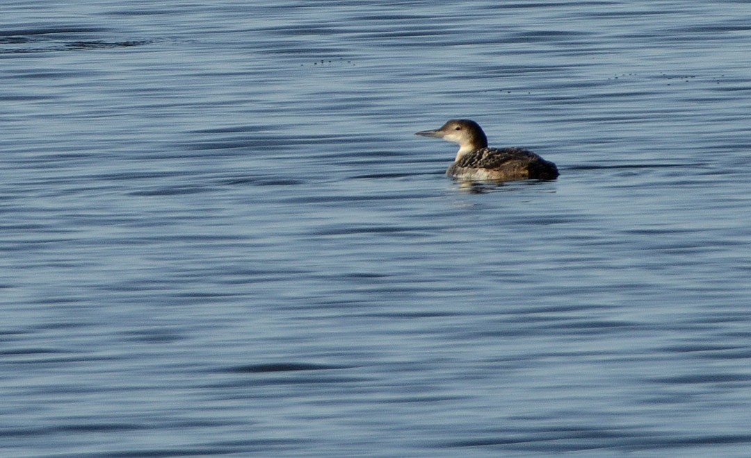 Common Loon - ML644043445