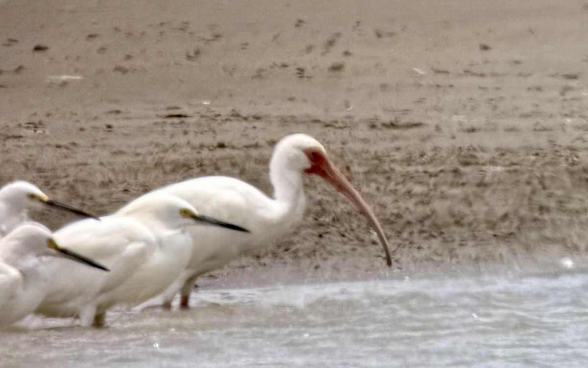 White Ibis - ML644043451