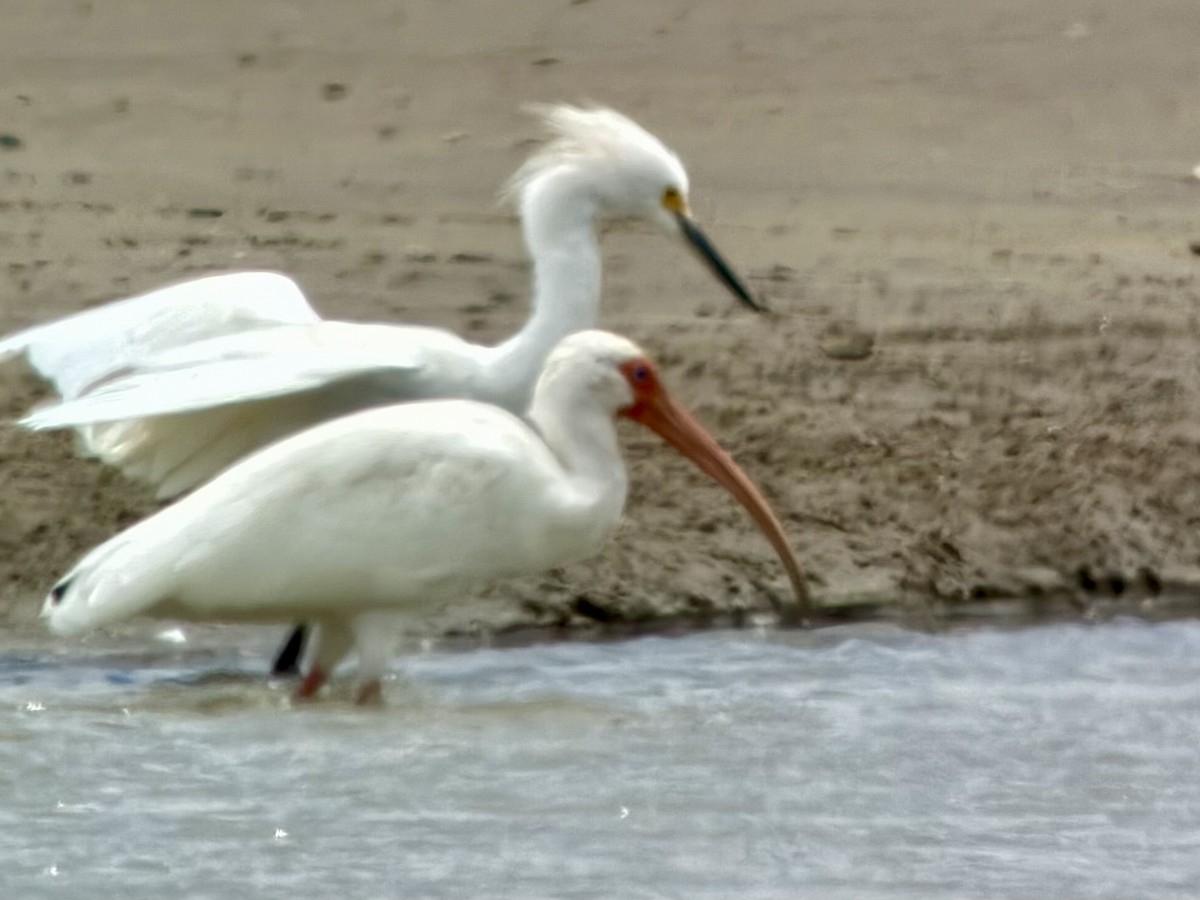 White Ibis - ML644043452
