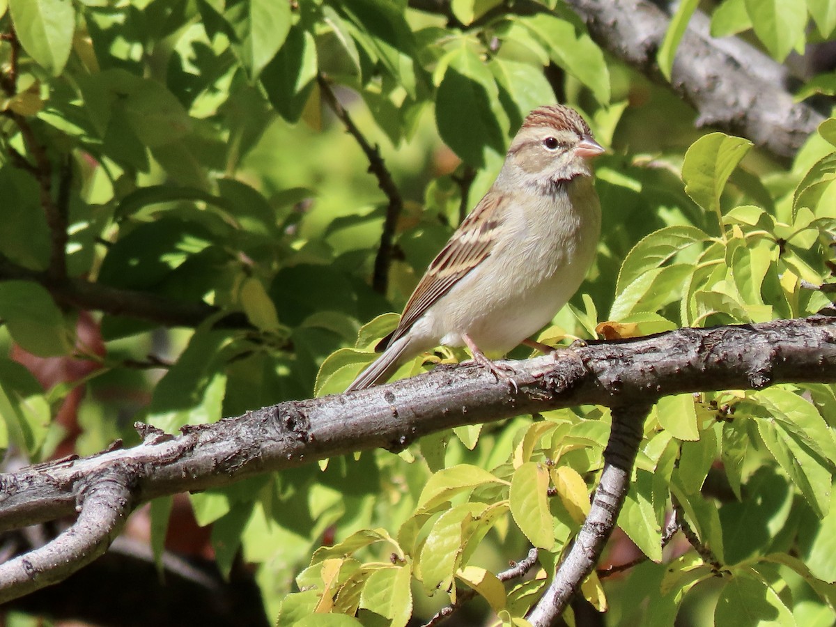 Chipping Sparrow - ML644043461