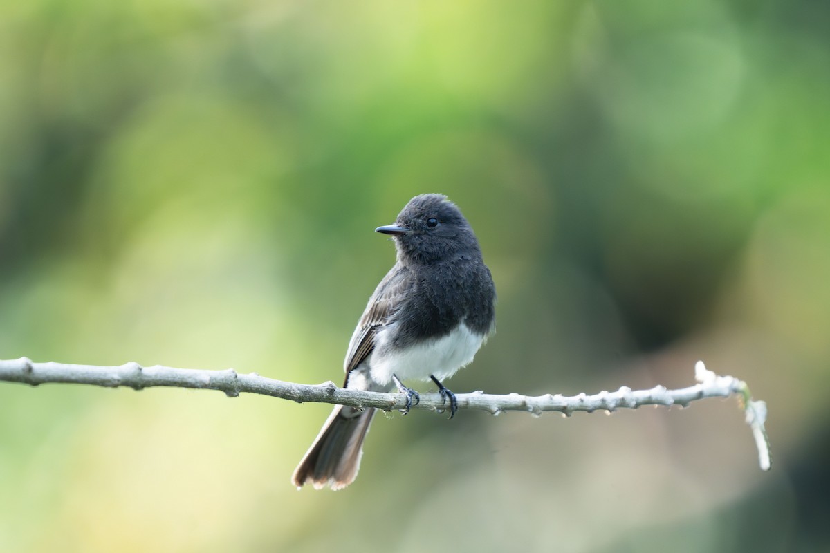Black Phoebe (Northern) - ML644043465