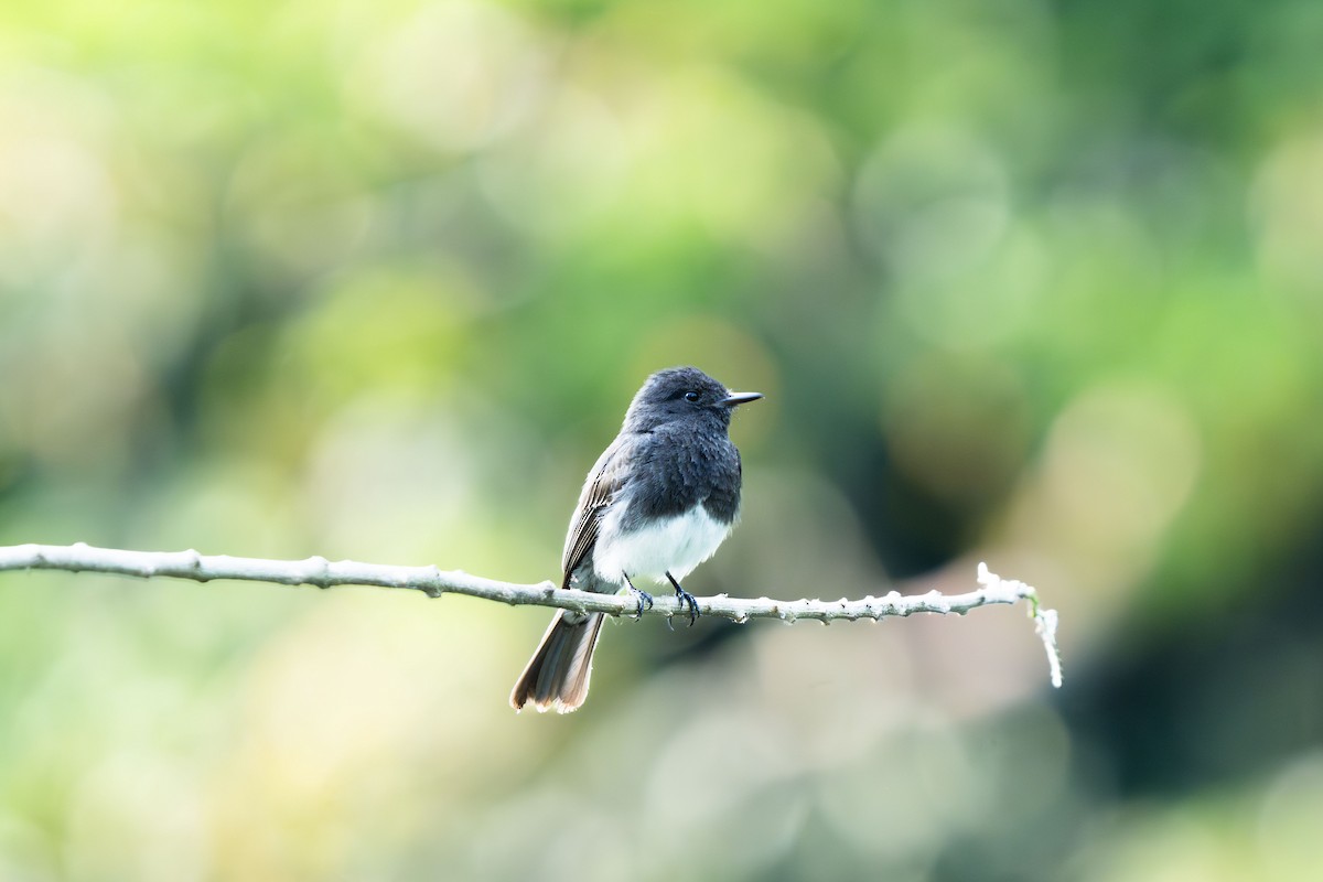 Black Phoebe (Northern) - ML644043467