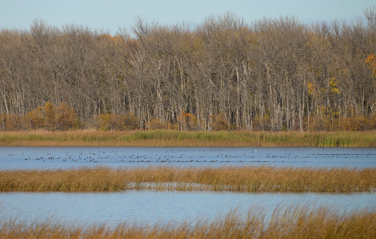 Greater/Lesser Scaup - ML644043472