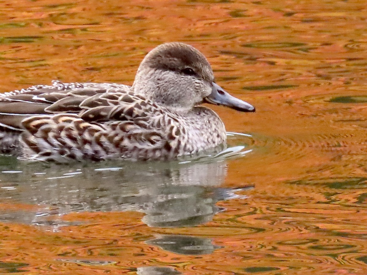 Green-winged Teal (American) - ML644043473