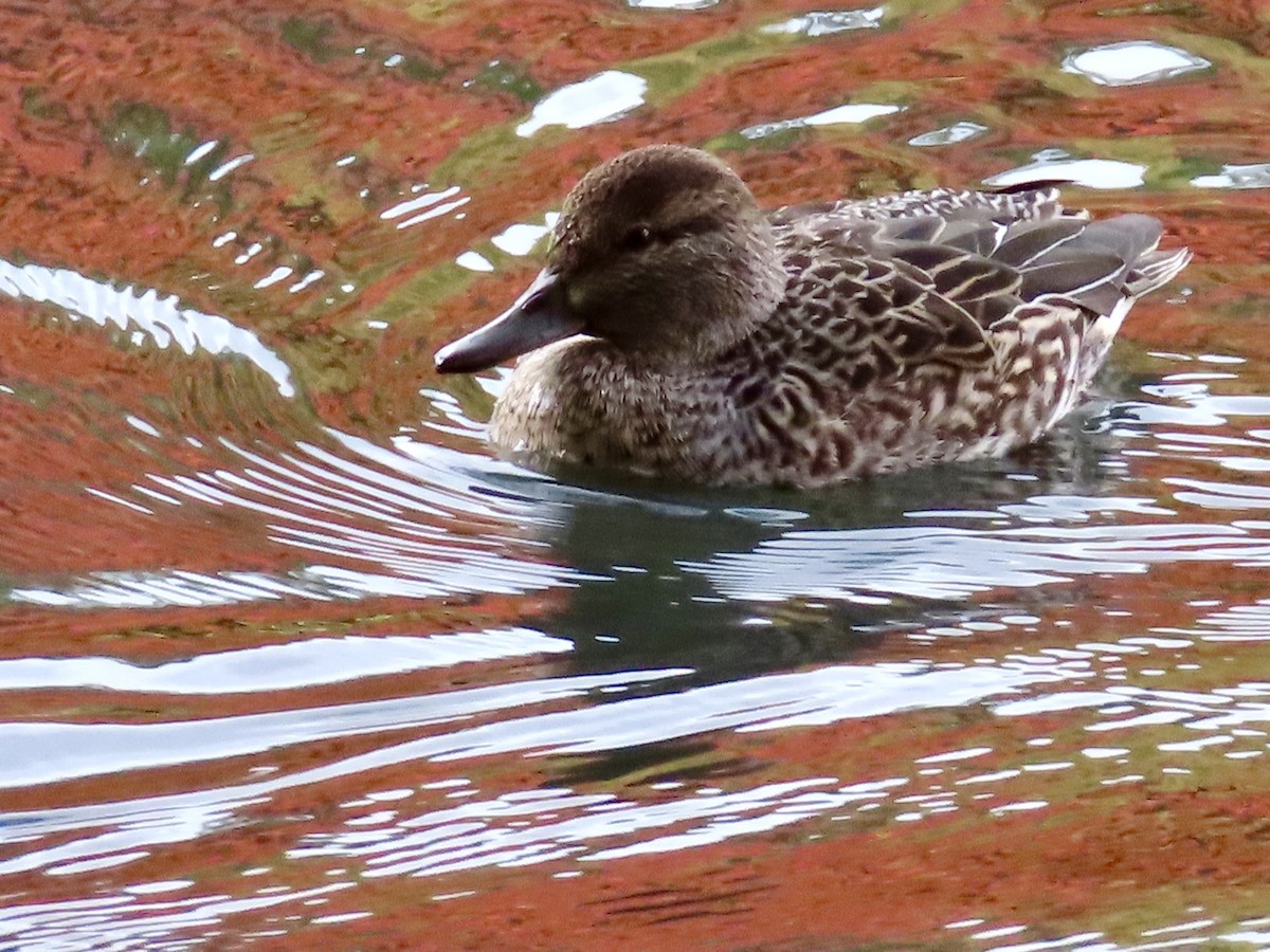Green-winged Teal (American) - ML644043474