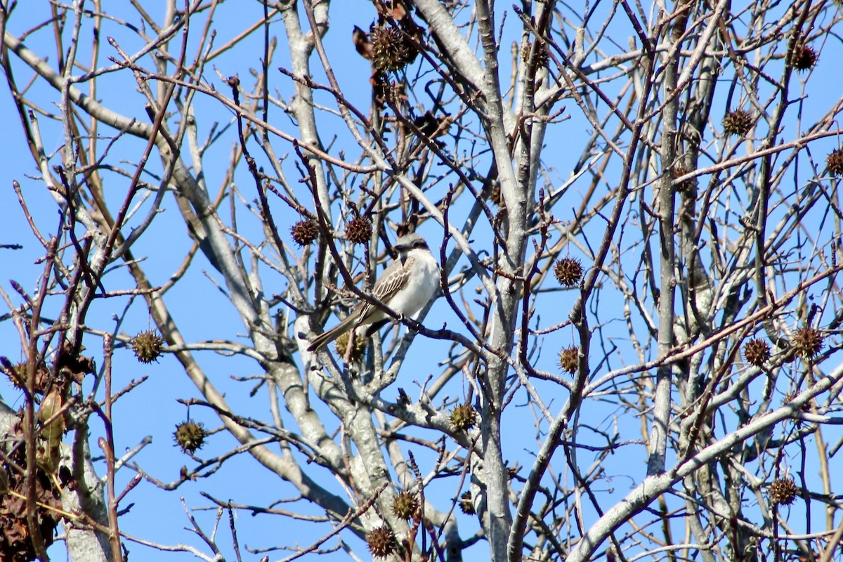 Gray Kingbird - ML644043481